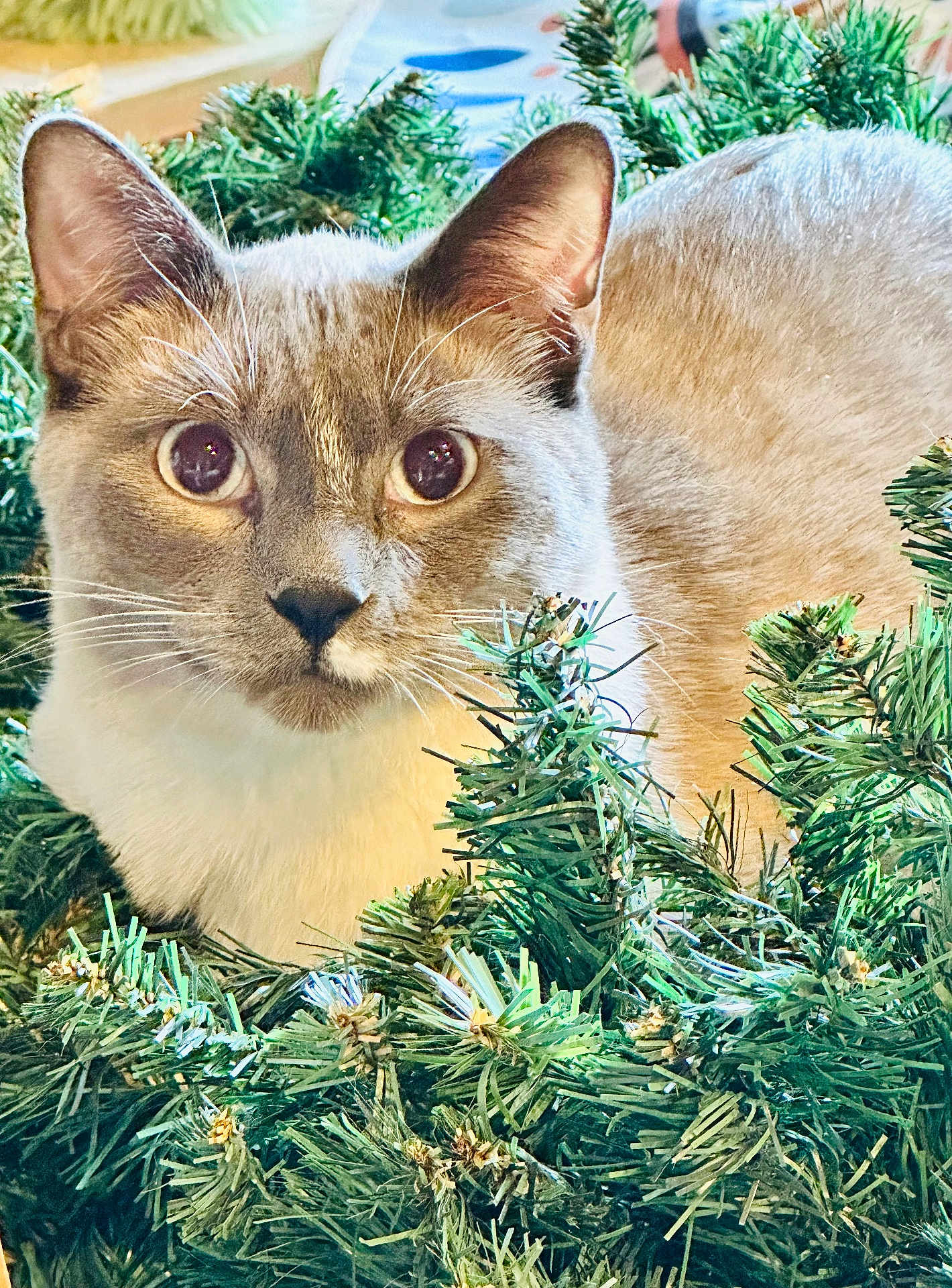 Hans Gruber is registered to the contest to win money with this photo: alert, animal, cat, closeup, curious, decor, ears, eyes, face, festive, fur, greenery, indoor, nature, pet, pine, plant, soft, texture, whiskers
