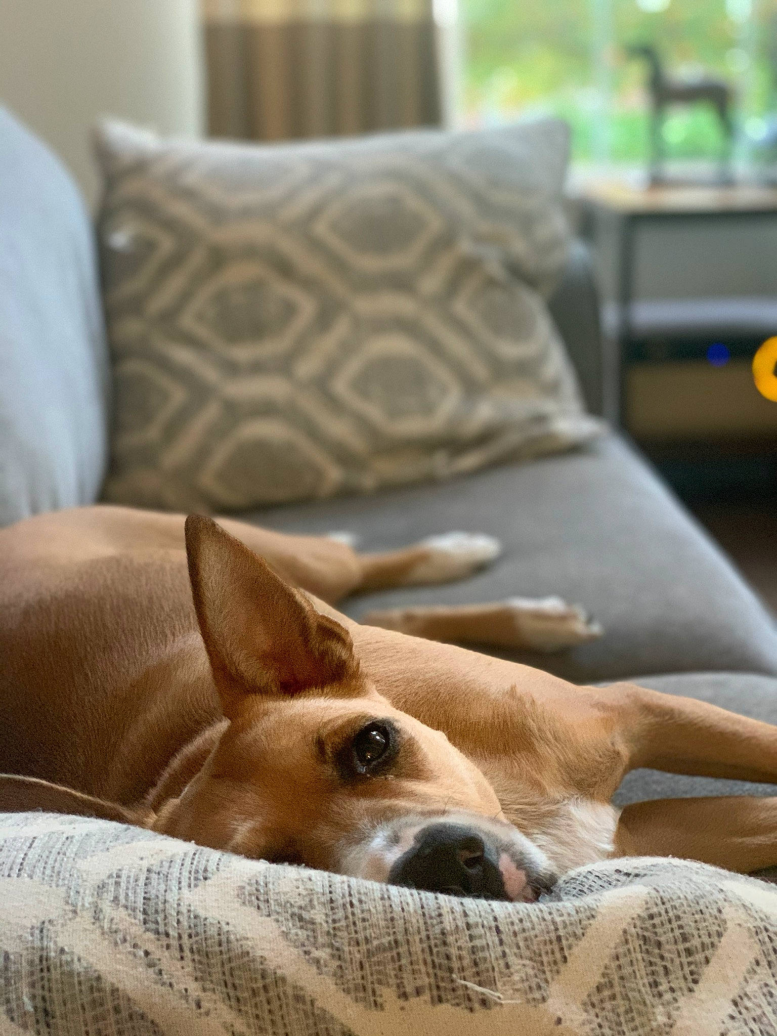 Felicia is registered to the contest to win money with this photo: canidae, carnivore, comfort, companion_dog, cushion, dog, dog_breed, fawn, home, home_accessories, houseplant, interior_design, lamp, linens, living_room, pillow, snout, throw_pillow, working_animal