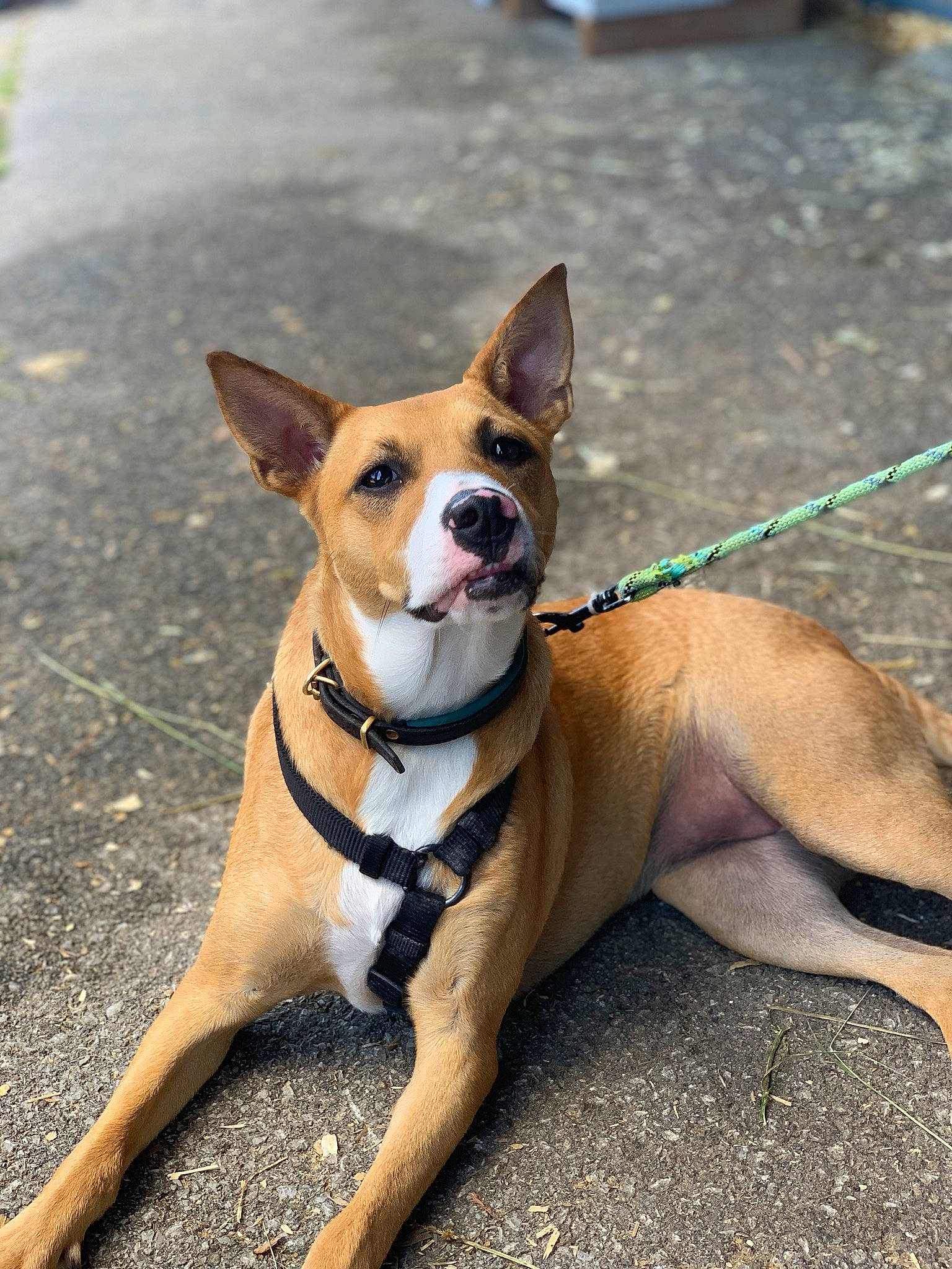 Felicia is registered to the contest to win money with this photo: canidae, carnivore, collar, companion_dog, dog, dog_breed, dog_collar, dog_supply, fawn, leash, mammal, non_sporting_group, pet_supply, road_surface, snout, sporting_group, whiskers, working_animal