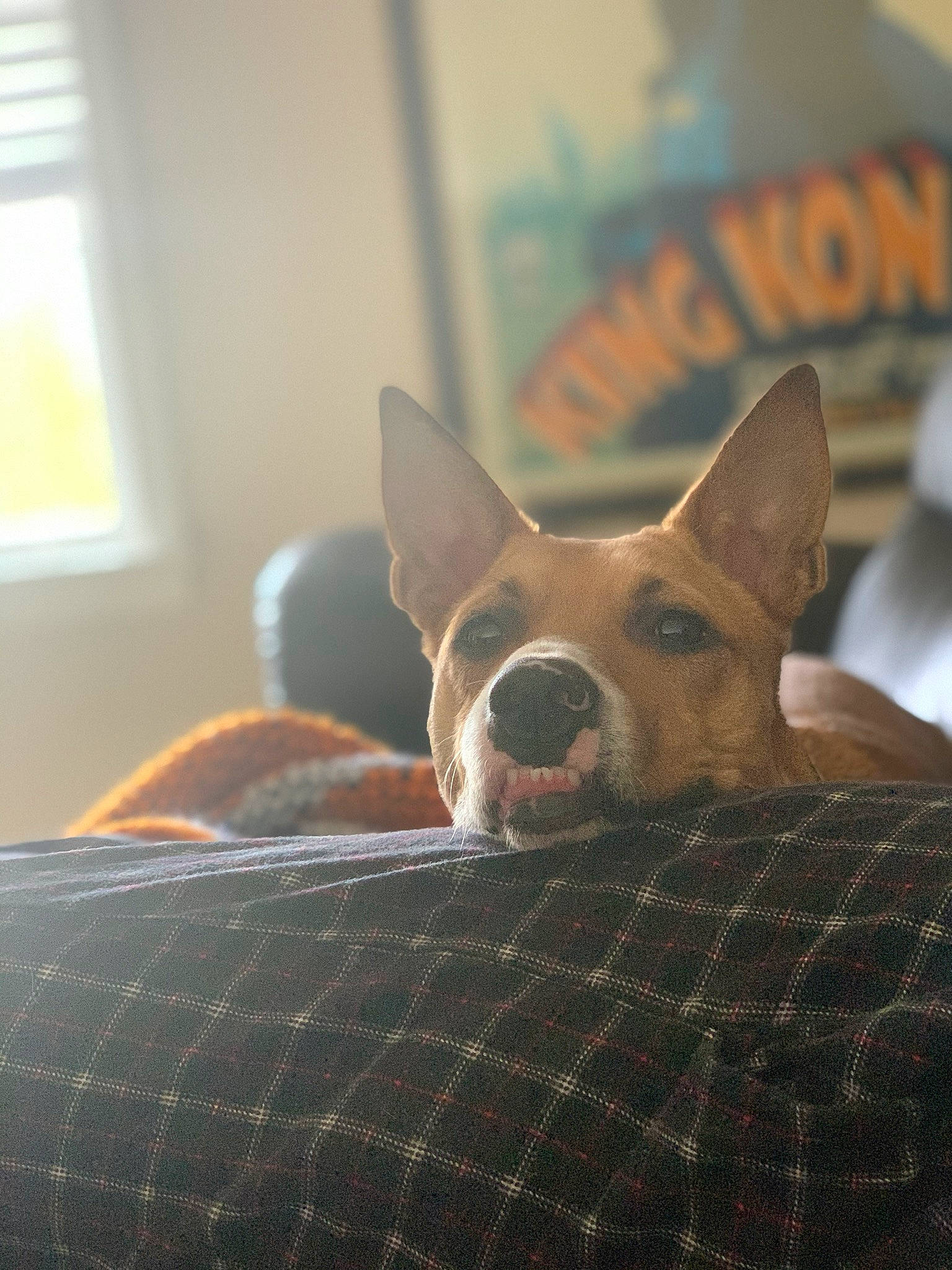 Felicia is registered to the contest to win money with this photo: canidae, carnivore, companion_dog, daylighting, dog, dog_breed, home_accessories, liver, non_sporting_group, pet_supply, sash_window, snout, sporting_group, vertebrate, window, window_blind, window_covering, window_treatment, working_animal, working_dog