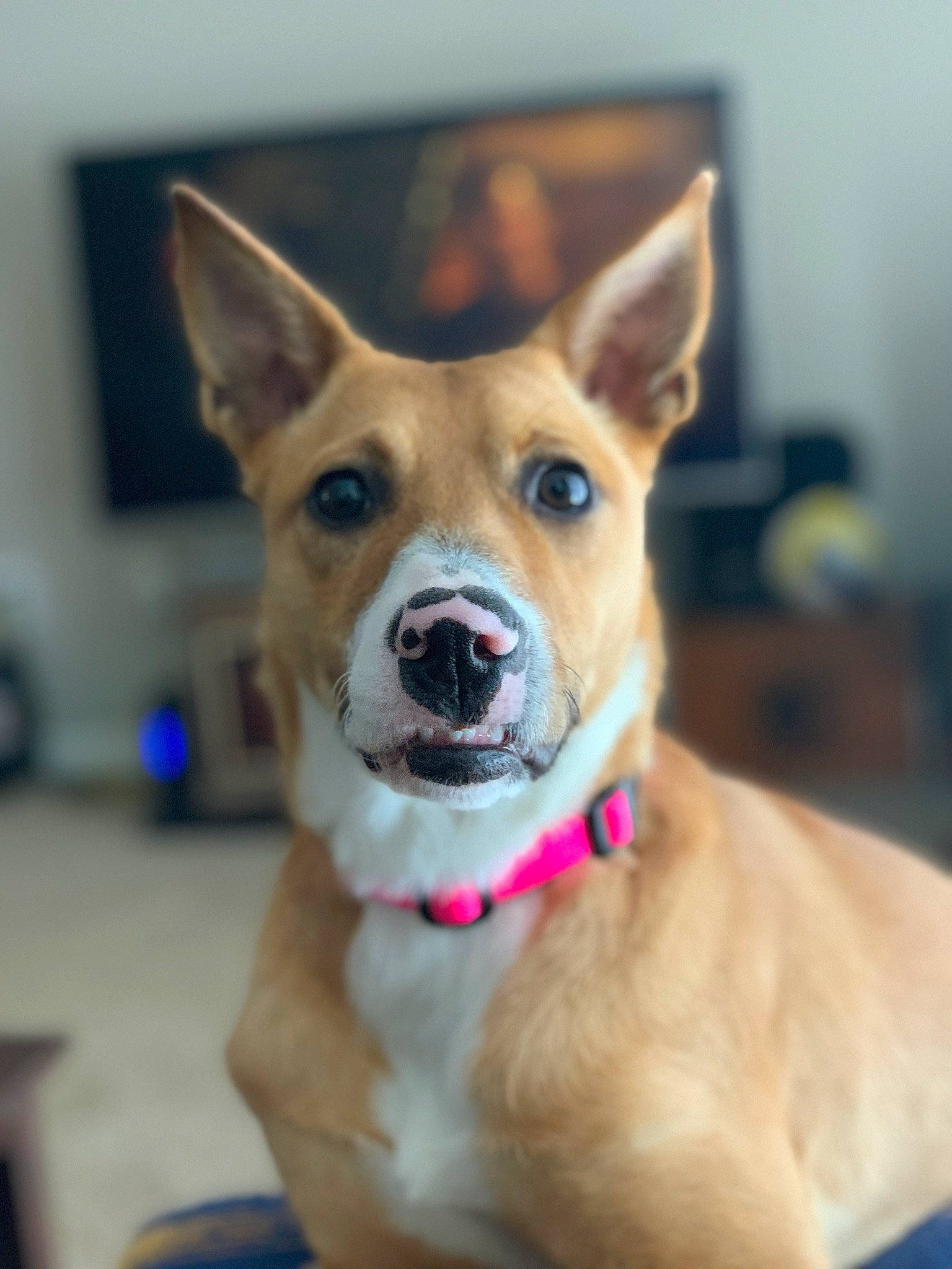 Felicia joined the competition — help win amazing prizes! canidae, carnivore, collar, companion_dog, dog, dog_breed, dog_collar, fawn, hunting_dog, jaw, pet_supply, snout, sporting_group, whiskers, working_animal, working_dog