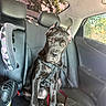 Kali Ma is registered to the contest to win money with this photo: animal, black_dog, car_interior, car_seat, child_car_seat, daylight, dog, harness, headrest, inside_car, leash, leather_seat, looking, pet, seatbelt, shadow, sitting, sunlight, vehicle, window