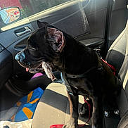 Kali Ma joined the competition — help win amazing prizes! black_dog, canine, car_interior, chew_toy, daylight, dog, domestic_animal, fabric_seat, inside, leash, passenger_seat, pet, plastic_bag, reflection, seatbelt, side_mirror, sitting, sunlight, vehicle, window