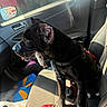 black_dog, canine, car_interior, chew_toy, daylight, dog, domestic_animal, fabric_seat, inside, leash, passenger_seat, pet, plastic_bag, reflection, seatbelt, side_mirror, sitting, sunlight, vehicle, window