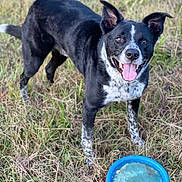 Dash is registered to the contest to win money with this photo: dog, black_and_white, grass, frisbee, tongue_out, pet, animal, outdoor, playful, happy, canine, nature, field, ears_up, spot, muzzle, standing, daylight, toy, friendly