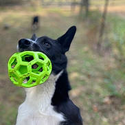 Finn is registered to the contest to win money with this photo: active, animal, ball, black_and_white, blurred_background, canine, companion, daytime, dog, fence, fetch, grass, happy, mouth, nature, outdoor, pet, playful, toy, yard