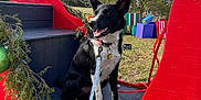 Finn is registered to the contest to win money with this photo: accessories, animal, architecture, box, building, canine, dog, grass, husky, nature, outdoorplayarea, outdoors, park, pet, plant, playarea, puppy, shelter, strap, tree