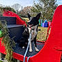 accessories, animal, architecture, box, building, canine, dog, grass, husky, nature, outdoorplayarea, outdoors, park, pet, plant, playarea, puppy, shelter, strap, tree