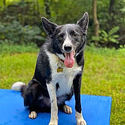 Finn joined the competition — help win amazing prizes! dog, black_and_white, collar, tag, tongue_out, ears_up, sitting, blue_platform, grass, outdoor, nature, pet, canine, animal, happy, playful, fur, muzzle, paws, alert