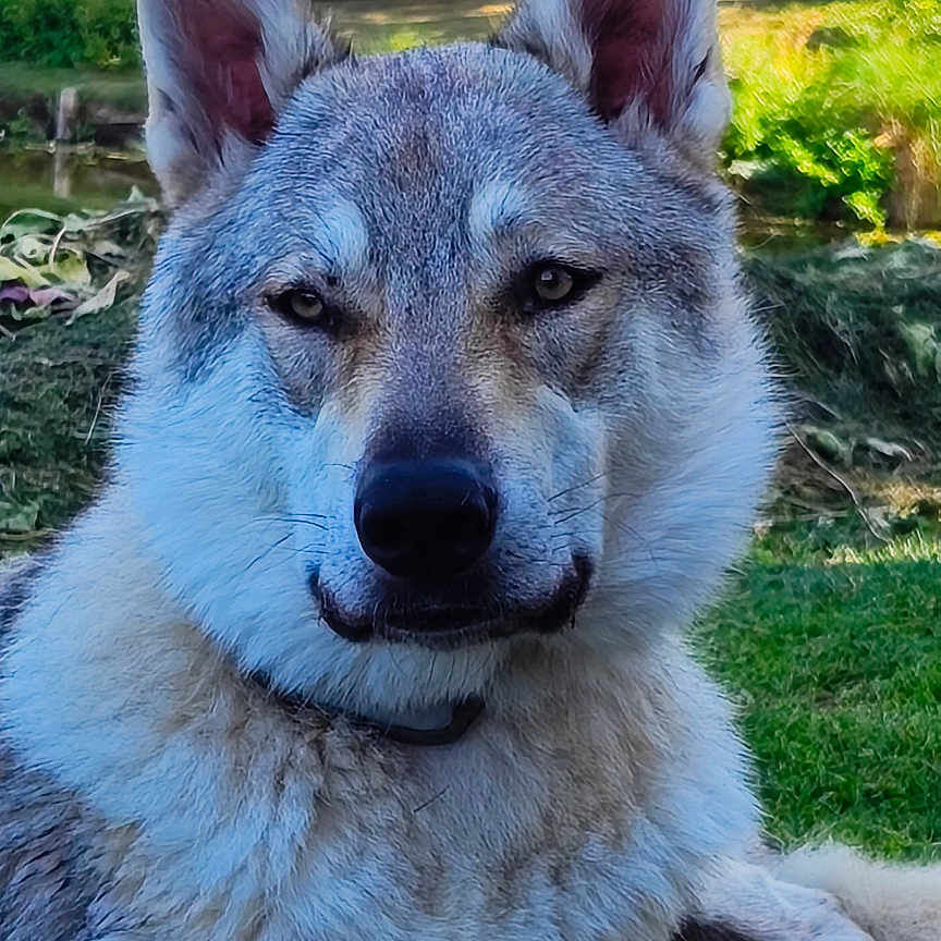 Asha participe au concours pour gagner de l'argent avec cette photo : dog, outdoor, grass, animal, pet, canine, nature, sunlight, tree, vehicle, suburban, mammal, fur, ears, face, collar, relaxed, daytime, parked_car, background