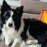 Nahiko participe au concours pour gagner de l'argent avec cette photo : animal, black_and_white, border_collie, canine, companion, cushion, cute, dog, domestic, ears, eyes, face, fur, indoor, laying_down, orange_cushion, pet, resting, sofa, yellow_cushion