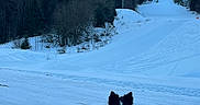 Nahiko participe au concours pour gagner de l'argent avec cette photo : animal, black_and_white, canine, cold, daytime, dog, forest, hill, landscape, mountain, nature, outdoor, pet, quiet, scenic, sitting, ski_lift, snow, trees, winter