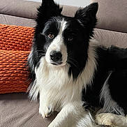 Nahiko participe au concours pour gagner de l'argent avec cette photo : animal, black_and_white, border_collie, canine, closeup, companion, couch, cozy, dog, ears, eyes, fur, home, indoor, laying_down, looking, orange_pillow, pet, portrait, resting