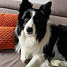 animal, black_and_white, border_collie, canine, closeup, companion, couch, cozy, dog, ears, eyes, fur, home, indoor, laying_down, looking, orange_pillow, pet, portrait, resting