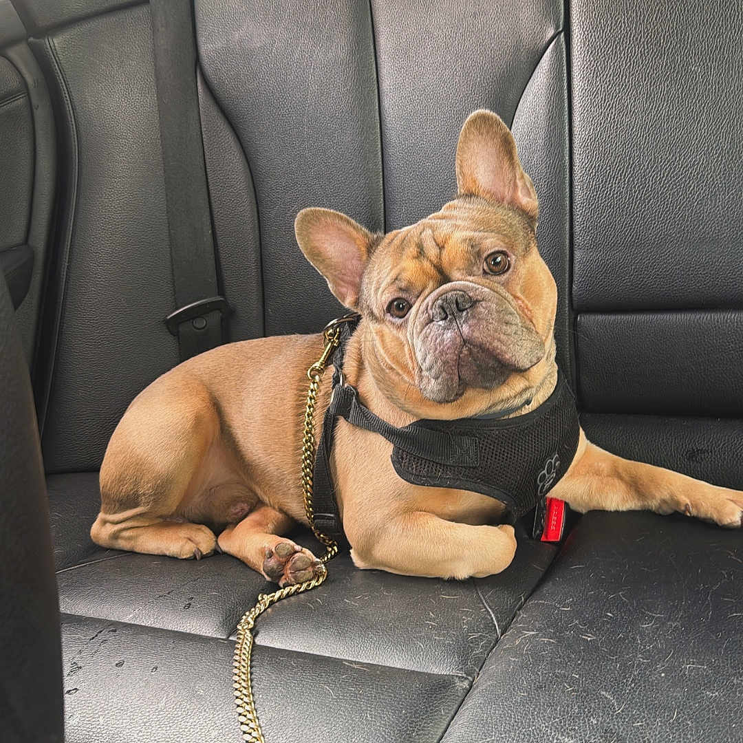 Sixx joined the competition — help win amazing prizes! animal, black_leather_seat, canine, car_seat, companion, cute, dog, ears, face, french_bulldog, gold_chain, harness, indoor, leash, mammal, paw, pet, relaxed, resting, vehicle_interior