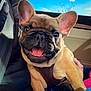animal, blanket, blue_sky, brown_coat, canine, car_interior, chew_toy, closeup, cute, dog, ears, french_bulldog, happy, pet, puppy, seatbelt, smiling, sunlight, tongue_out, toy