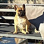dog, french_bulldog, outdoor, bench, sunlight, pet, animal, canine, sitting, shadow, furniture, relaxing, portrait, daylight, backyard, pavement, modern, cushion, resting, companion