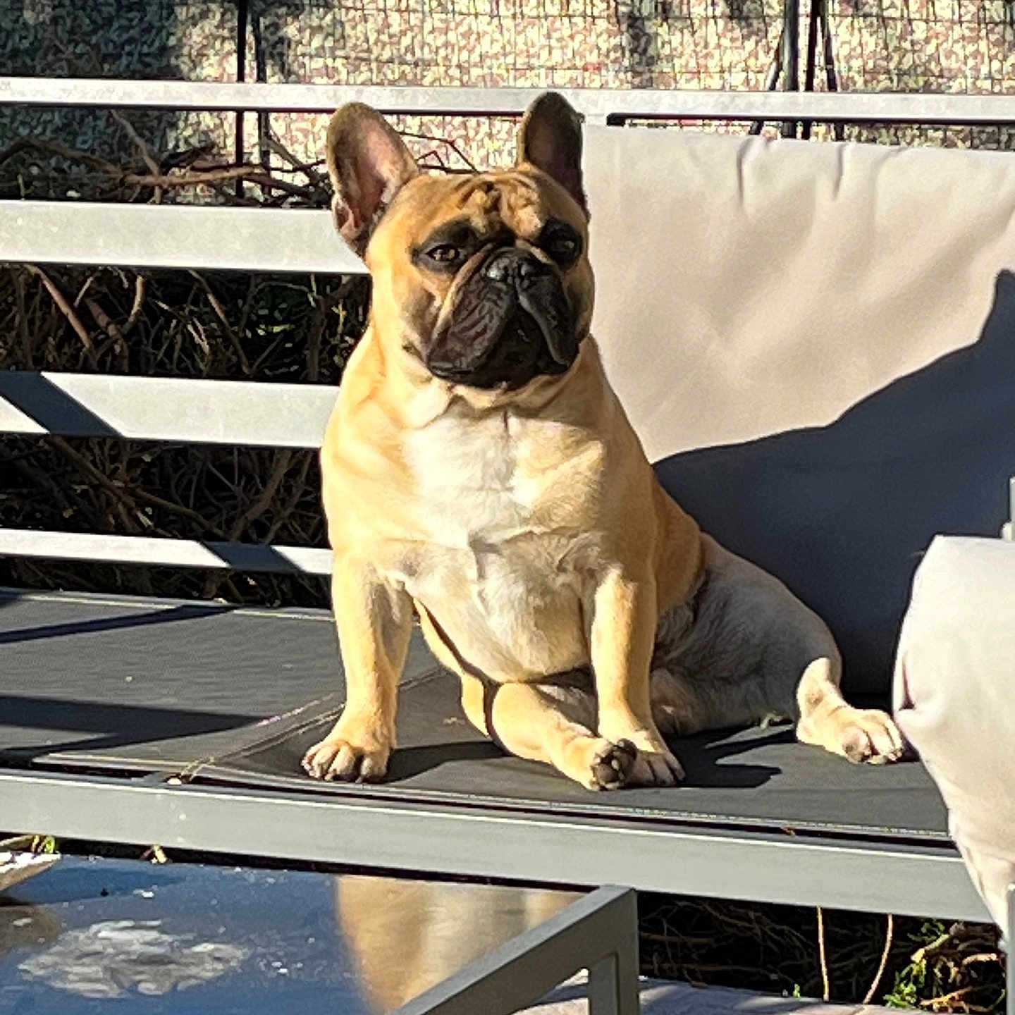 Unix participe au concours pour gagner de l'argent avec cette photo : animal, backyard, bench, canine, companion, cushion, daylight, dog, french_bulldog, furniture, modern, outdoor, pavement, pet, portrait, relaxing, resting, shadow, sitting, sunlight