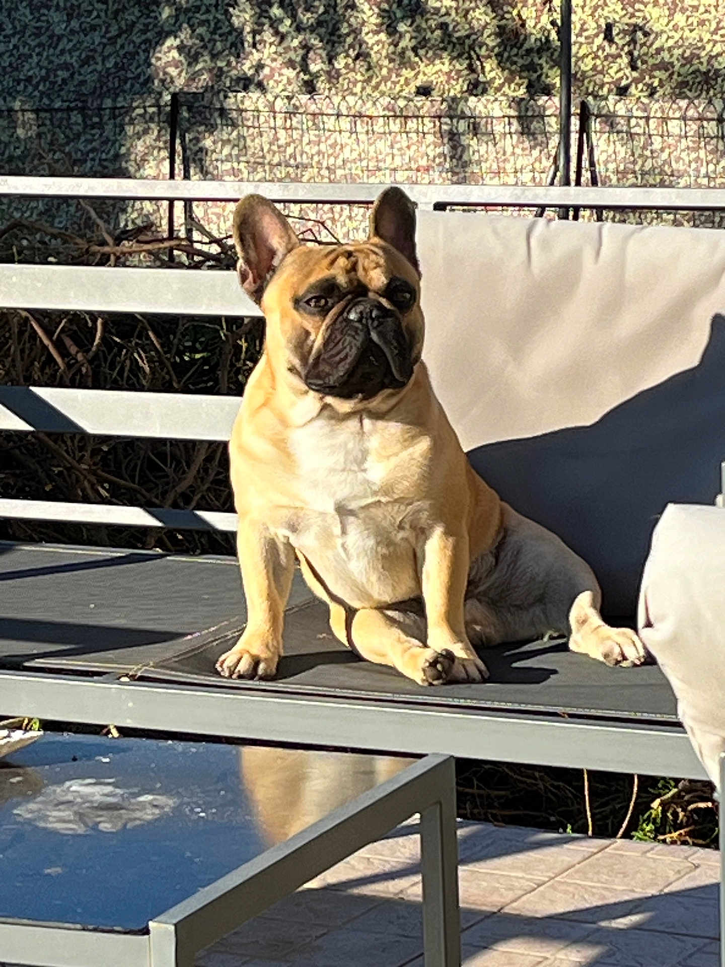 Unix participe au concours pour gagner de l'argent avec cette photo : dog, french_bulldog, outdoor, bench, sunlight, pet, animal, canine, sitting, shadow, furniture, relaxing, portrait, daylight, backyard, pavement, modern, cushion, resting, companion