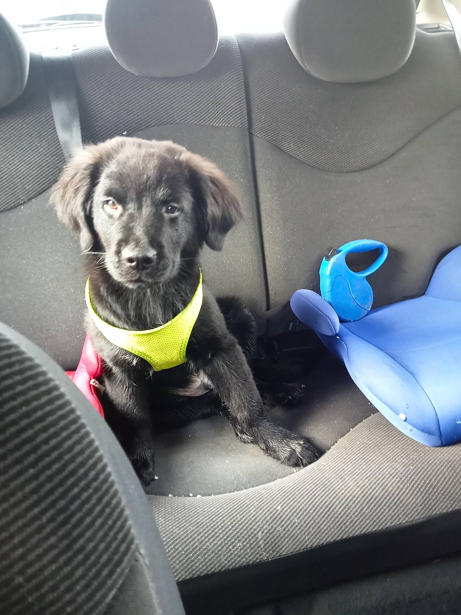 Touny participe au concours pour gagner de l'argent avec cette photo : auto_part, automotive_design, automotive_exterior, car, car_seat, car_seat_cover, carnivore, comfort, companion_dog, dog, dog_breed, dog_collar, grey, motor_vehicle, personal_luxury_car, plant, steering_part, steering_wheel, vehicle, vehicle_door