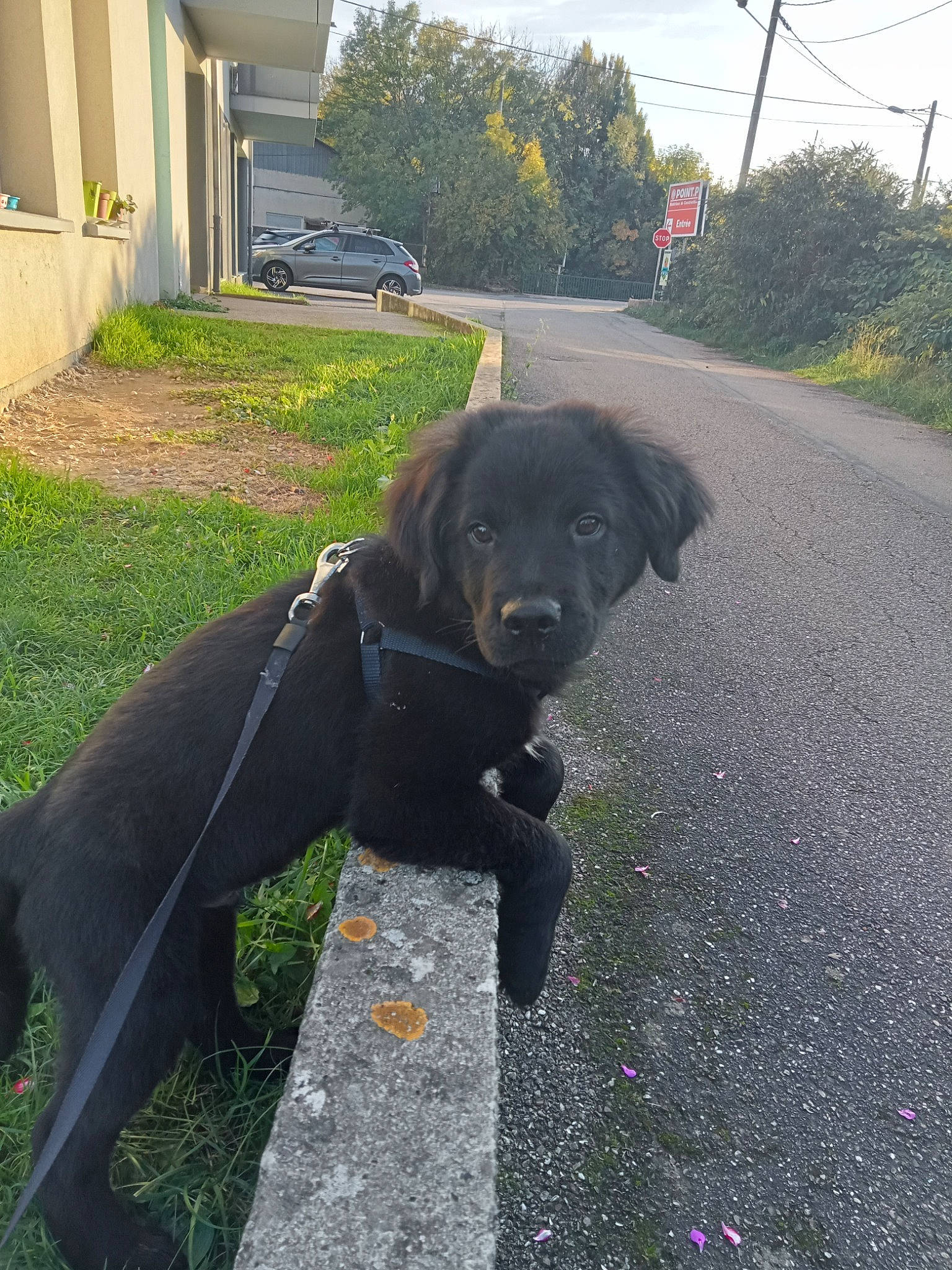 Touny a rejoint le concours — aidez-le/la à gagner de superbes lots ! asphalt, carnivore, collar, companion_dog, dog, dog_breed, dog_collar, fawn, grass, gun_dog, leash, plant, road_surface, sidewalk, sky, tail, tar, tree, wheel, working_animal