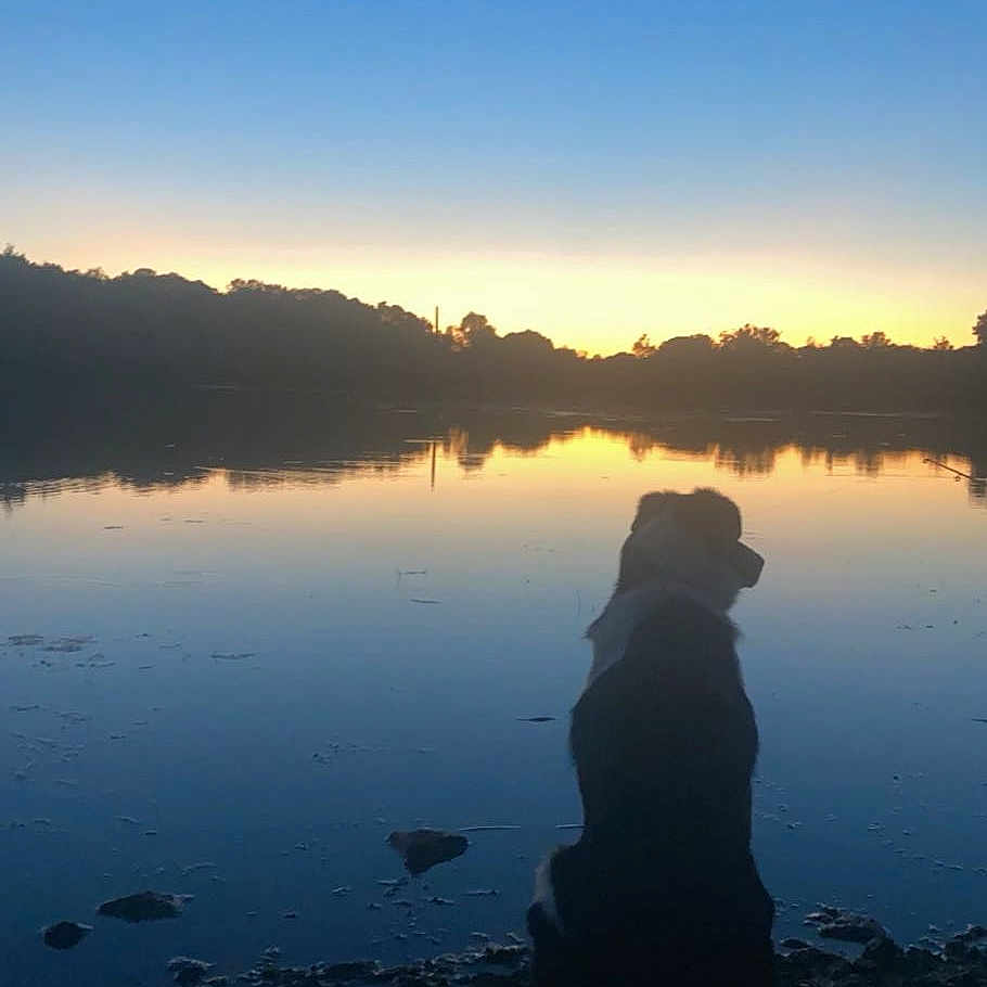 Rubben a rejoint le concours — aidez-le/la à gagner de superbes lots ! animal, canine, dog, face, head, lake, landscape, nature, outdoors, person, pet, photography, plant, portrait, puppy, rock, scenery, sky, vegetation, water