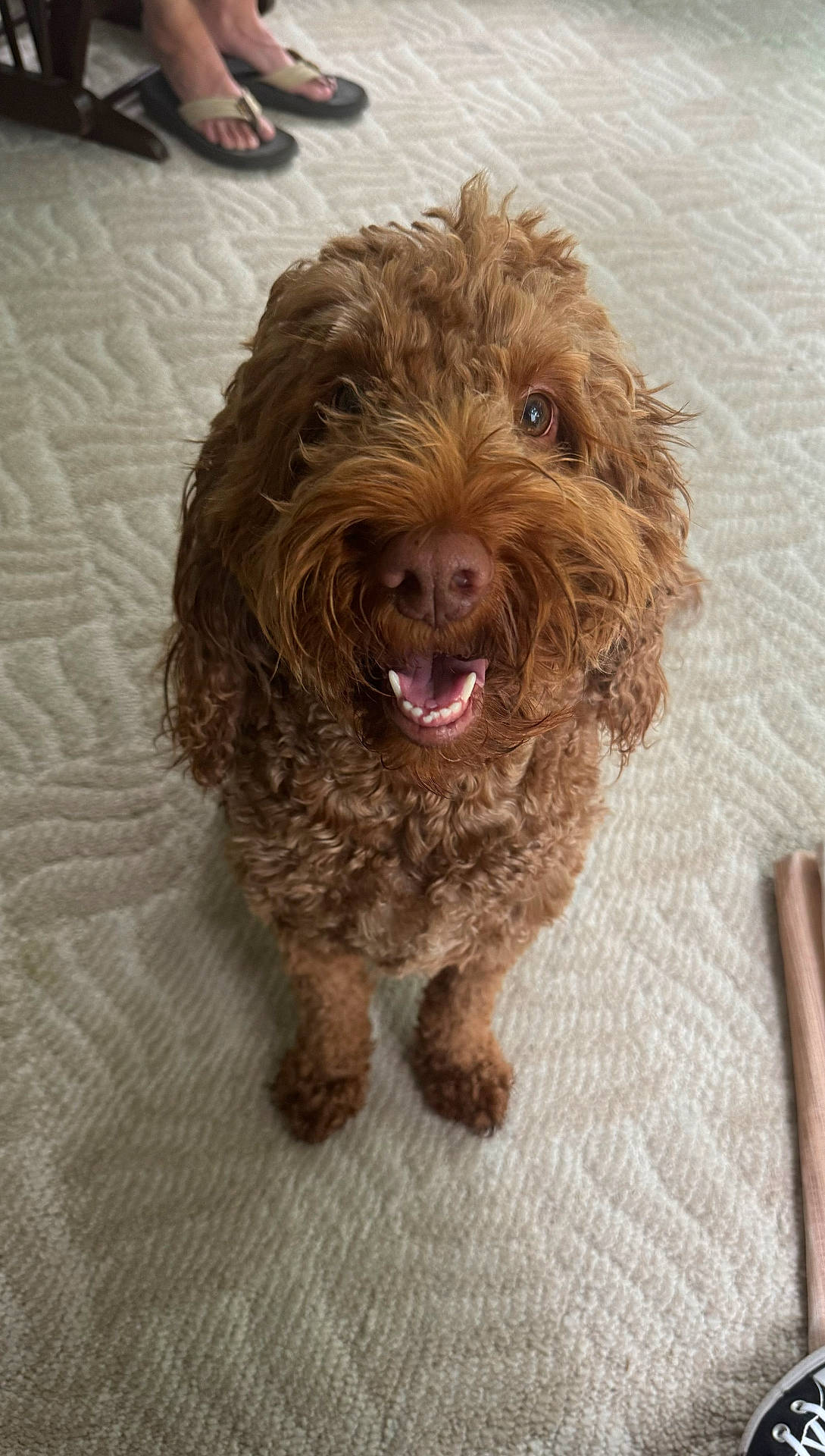 Winnie The Poo joined the competition — help win amazing prizes! animal, ankle, bodypart, canine, clothing, cockerspaniel, dog, face, footwear, head, person, pet, photography, poodle, portrait, puppy, sandal, shoe, terrier, toe
