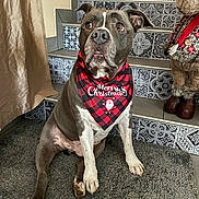 Negan a rejoint le concours — aidez-le/la à gagner de superbes lots ! dog, bandana, christmas, holiday, indoor, stairs, decor, reindeer, carpet, pattern, pet, animal, sitting, cute, festive, red, black, gray, portrait, home