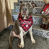 dog, bandana, christmas, holiday, indoor, stairs, decor, reindeer, carpet, pattern, pet, animal, sitting, cute, festive, red, black, gray, portrait, home