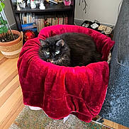 Luna participe au concours pour gagner de l'argent avec cette photo : cat, black_cat, green_eyes, red_blanket, pet_bed, cozy, indoor, living_room, bookshelf, books, potted_plant, wood_floor, rug, sofa, basket, fur, relaxed, portrait, home_decor, plant