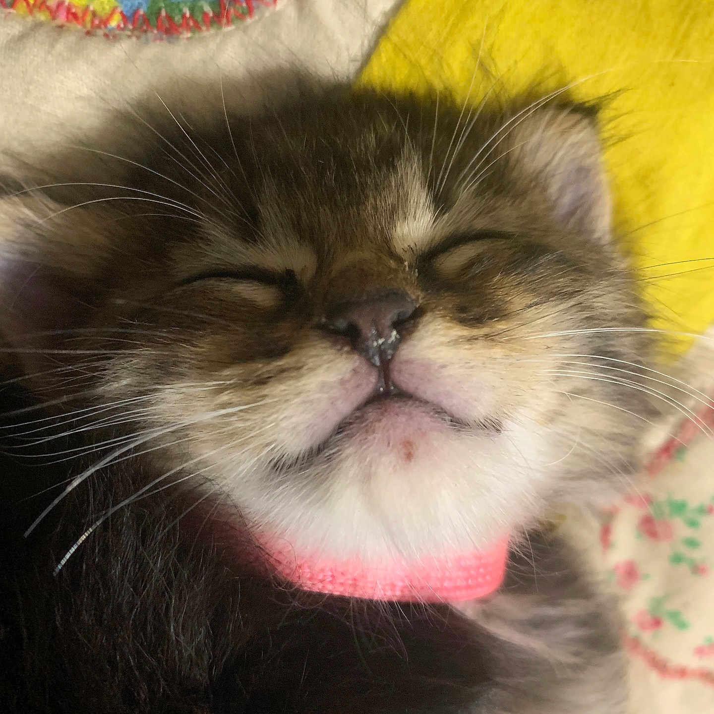 Ninies joined the competition — help win amazing prizes! animal, bodypart, canine, cat, cushion, dog, face, furniture, head, homedecor, kitten, manx, mouth, person, pet, photography, portrait, sleeping, teeth, tongue