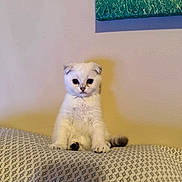 Snowball joined the competition — help win amazing prizes! cat, kitten, white_cat, fluffy, sitting, portrait, indoors, bed, bedspread, patterned_fabric, home, wall, wall_art, warm_lighting, cute, fur, blue_eyes, front_facing, pet, cozy