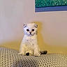 cat, kitten, white_cat, fluffy, sitting, portrait, indoors, bed, bedspread, patterned_fabric, home, wall, wall_art, warm_lighting, cute, fur, blue_eyes, front_facing, pet, cozy