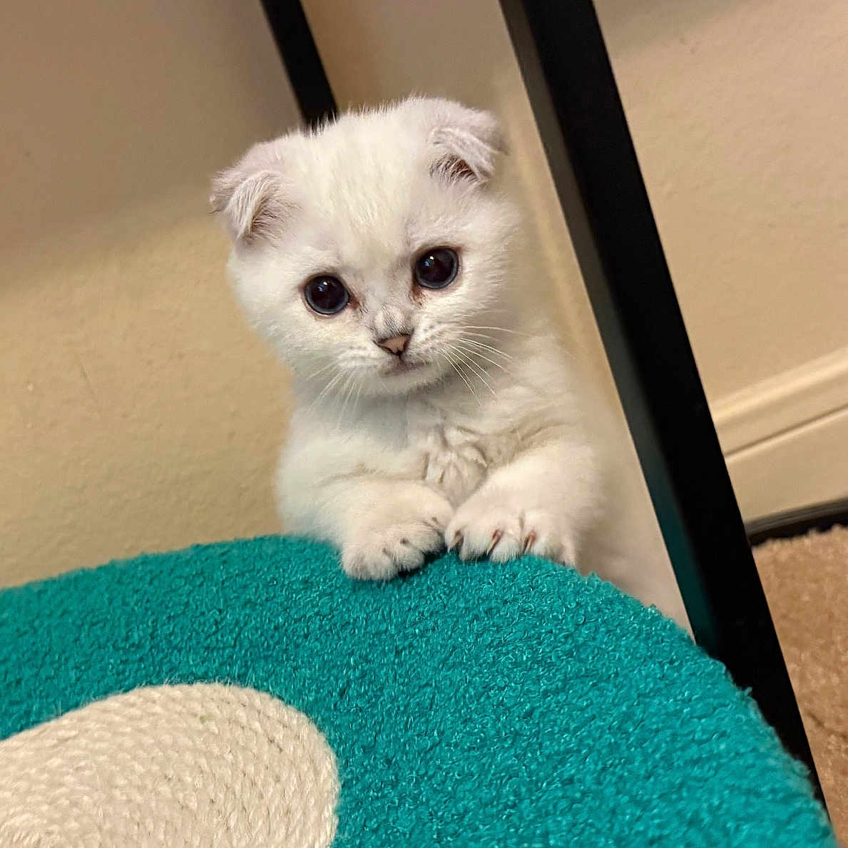 Snowball