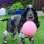 dog, balloon, grass, garden, plants, fence, outdoor, pet, animal, greenery, playful, black_and_white, fluffy, cute, nature, summer, yard, domestic_animal, canine, ball