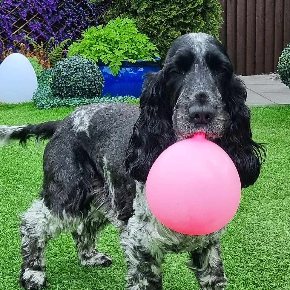 Willow is registered to the contest to win money with this photo: animal, ball, balloon, black_and_white, canine, cute, dog, domestic_animal, fence, fluffy, garden, grass, greenery, nature, outdoor, pet, plants, playful, summer, yard