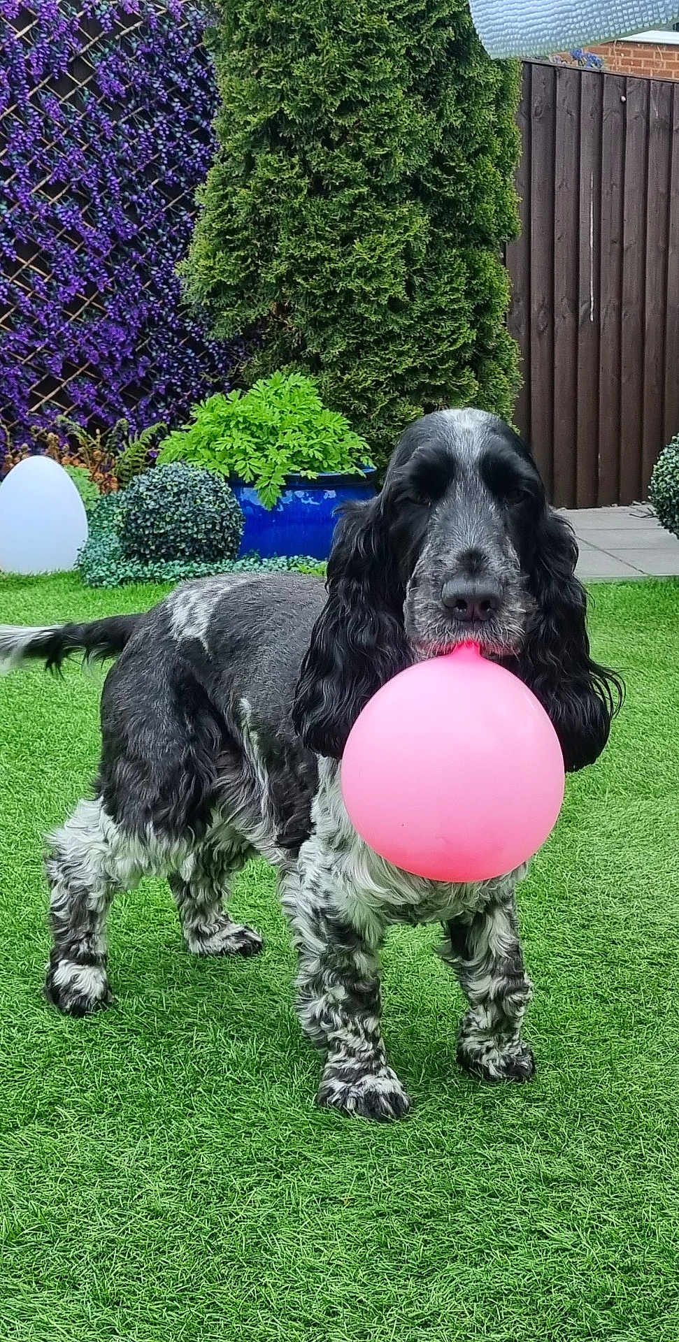 Willow is registered to the contest to win money with this photo: dog, balloon, grass, garden, plants, fence, outdoor, pet, animal, greenery, playful, black_and_white, fluffy, cute, nature, summer, yard, domestic_animal, canine, ball