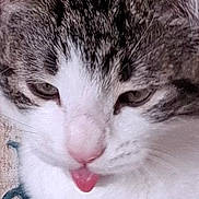 Obanai a rejoint le concours — aidez-le/la à gagner de superbes lots ! cat, close_up, cozy, cushion, cute, eyes, fabric, fur_texture, indoor, mischievous, nostril, paw, pet, pink_nose, portrait, sleepy, tabby, tongue_out, whiskers, white_fur