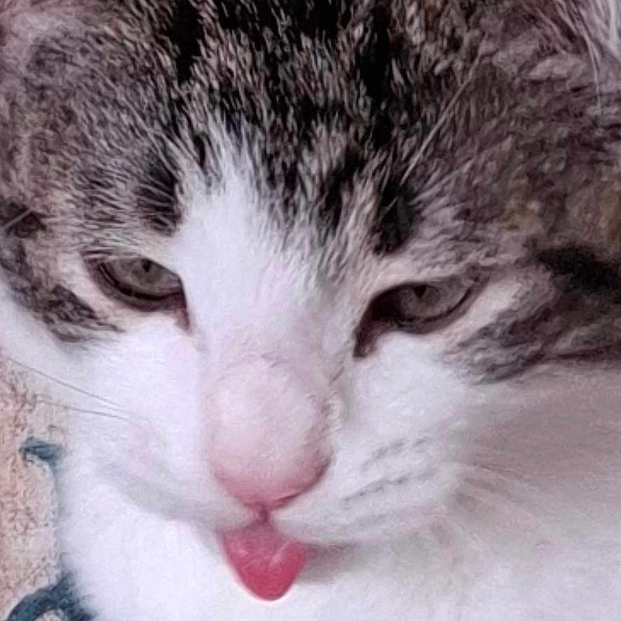 Obanai a rejoint le concours — aidez-le/la à gagner de superbes lots ! cat, close_up, cozy, cushion, cute, eyes, fabric, fur_texture, indoor, mischievous, nostril, paw, pet, pink_nose, portrait, sleepy, tabby, tongue_out, whiskers, white_fur