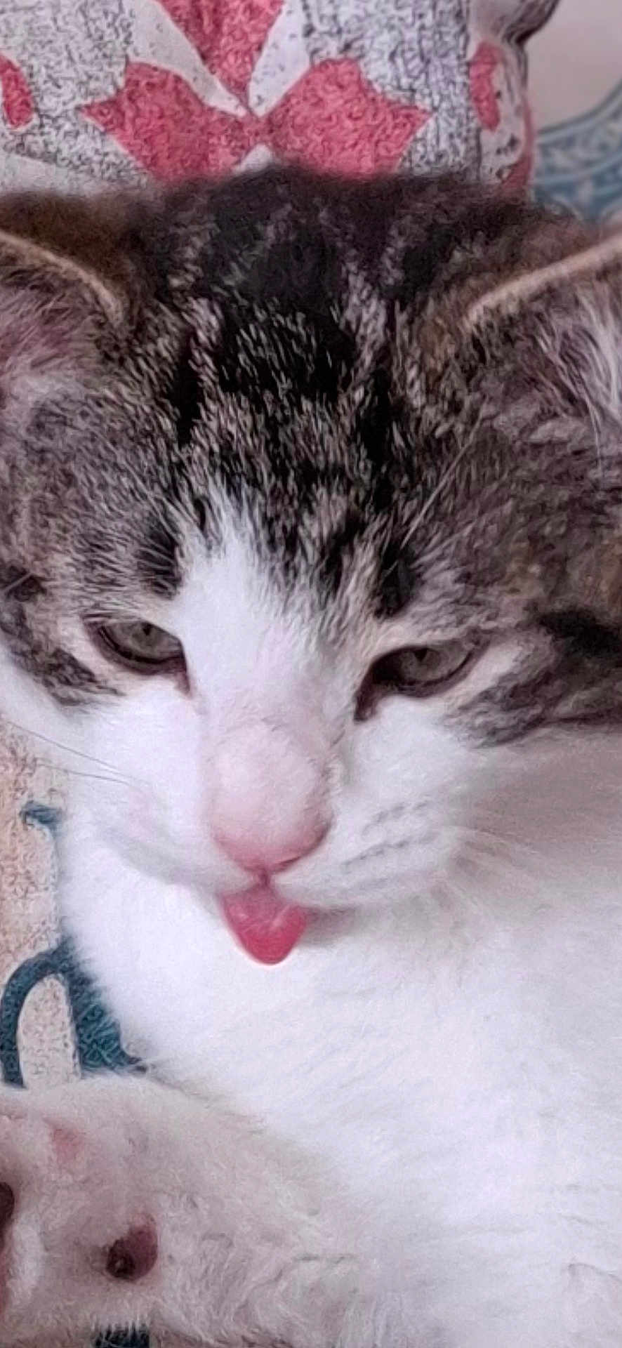 Obanai a rejoint le concours — aidez-le/la à gagner de superbes lots ! cat, close_up, cozy, cushion, cute, eyes, fabric, fur_texture, indoor, mischievous, nostril, paw, pet, pink_nose, portrait, sleepy, tabby, tongue_out, whiskers, white_fur