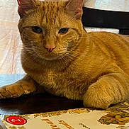 Mango is registered to the contest to win money with this photo: cat, orange_tabby, book, table, curtain, indoor, pet, feline, closeup, relaxed, domestic_cat, whiskers, paw, reading, literature, soft_light, cozy, animal, portrait, resting