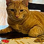 cat, orange_tabby, book, table, curtain, indoor, pet, feline, closeup, relaxed, domestic_cat, whiskers, paw, reading, literature, soft_light, cozy, animal, portrait, resting