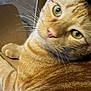 cat, orange_tabby, close_up, green_eyes, whiskers, fur, pet, indoor, cardboard_box, relaxed, feline, animal, cute, lying_down, domestic_cat, looking, soft_light, portrait, mammal, friendly