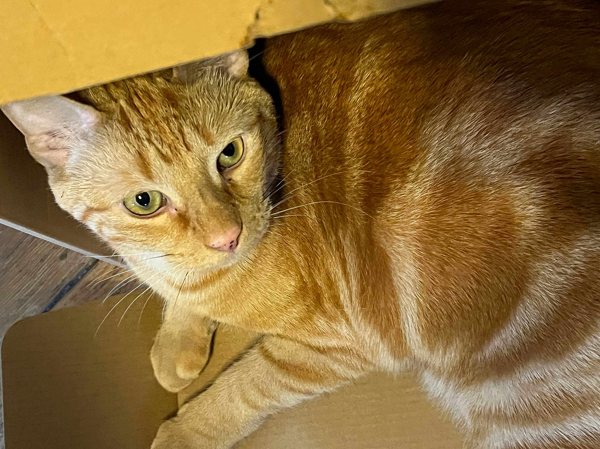 Mango is registered to the contest to win money with this photo: cat, orange_tabby, cardboard_box, pet, feline, animal, curious, whiskers, fur, striped, indoor, closeup, alert, floor, domestic_cat, portrait, cute, resting, paw, eye
