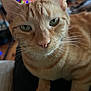 Mango is registered to the contest to win money with this photo: cat, ginger_cat, tabby, close_up, pet, whiskers, ears, green_eyes, nose, fur, indoor, bokeh, colorful_lights, blurred_background, animal, cute, feline, portrait, domestic_cat, resting