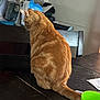 Mango joined the competition — help win amazing prizes! cat, orange_tabby, feline, pet, indoor, table, chair, cup, paper, kitchen, wooden_table, scratches, domestic_cat, furniture, back_view, tail, sitting, household, brown, green_cup