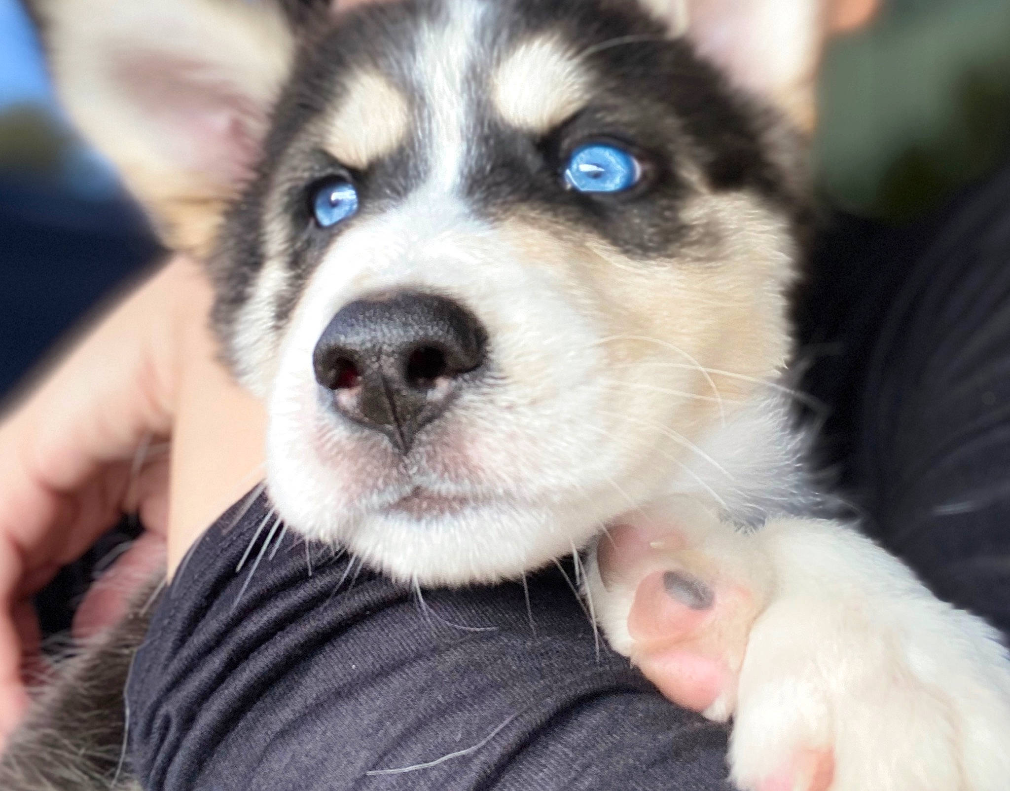 Ohana joined the competition — help win amazing prizes! alaskan_malamute, canadian_eskimo_dog, canidae, carnivore, dog, dog_breed, greenland_dog, labrador_husky, mammal, miniature_siberian_husky, northern_inuit_dog, nose, puppy, sakhalin_husky, seppala_siberian_sleddog, siberian_husky, sled_dog, snout, vertebrate, wolfdog