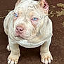 animal, boxer, bulldog, canine, dog, frenchbulldog, pet, pitbull, puppy, snout, whitedog