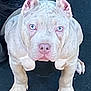 animal, baby, boxer, bulldog, canine, clothing, dog, frenchbulldog, jeans, pants, person, pet, pitbull, puppy, snout, whitedog