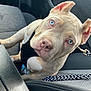 accessories, animal, belt, bulldog, canine, car, cushion, dog, face, head, homedecor, hound, husky, person, pet, photography, pitbull, puppy, transportation, vehicle